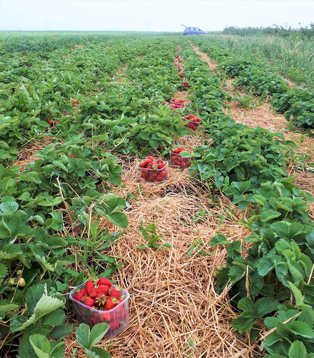 Smulkieji ūkiai vėl gali kreiptis paramos / „Parama smulkiems ūkiams“ suteikia galimybę palengvinti darbą ir padidinti produktyvumą.  A. Karpinsko asmeninio archyvo nuotr.