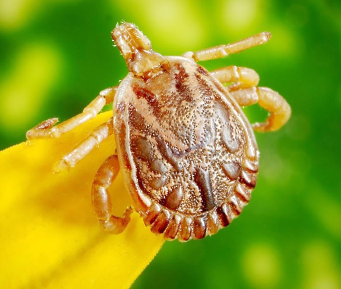 Specialistai įspėja – erkės dabar itin aktyvios /