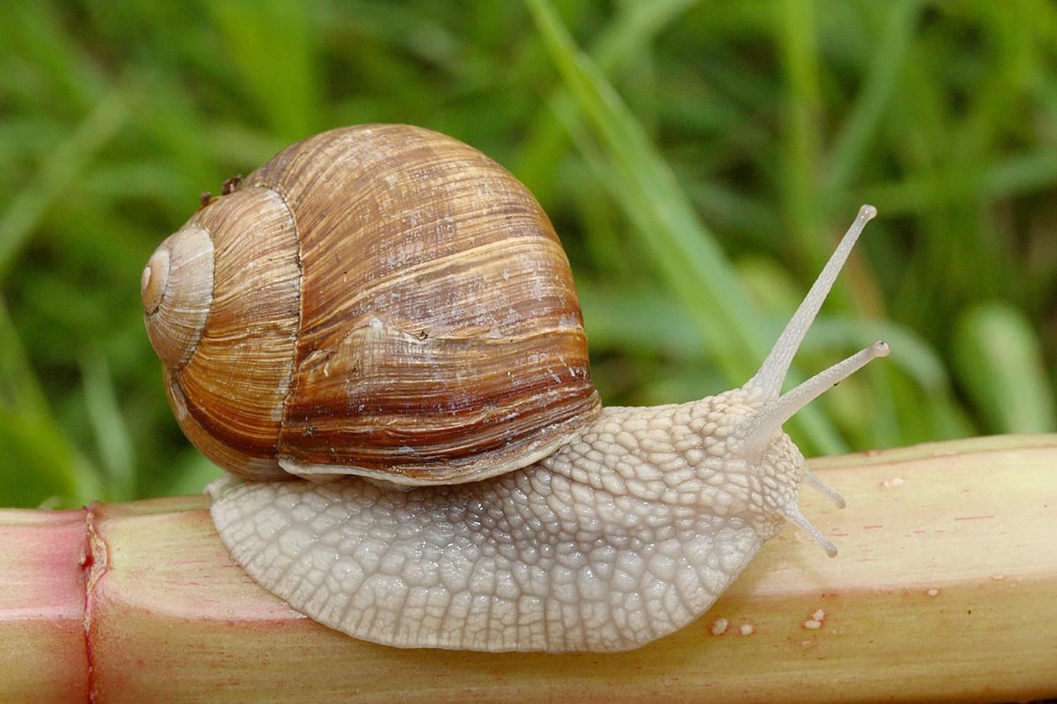 Sraiges rinkti ir supirkti ragina atsakingai / Surinktos vynuoginės sraigės išrūšiuojamos pagal skersmenį.