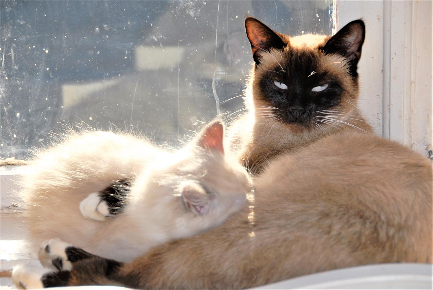 Sterilizuoti beglobių nespėja / Laimingiausi katinėliai