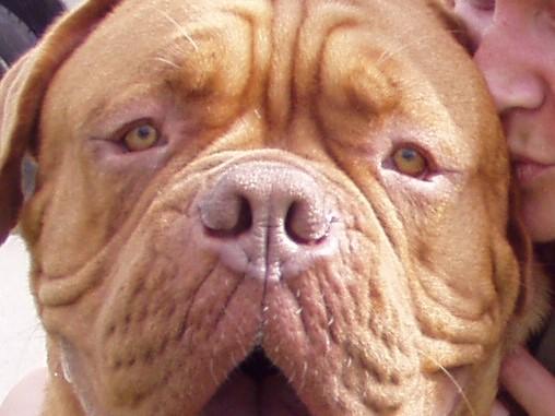 Sudomino terminas „draugiškas gyvūnams“ /