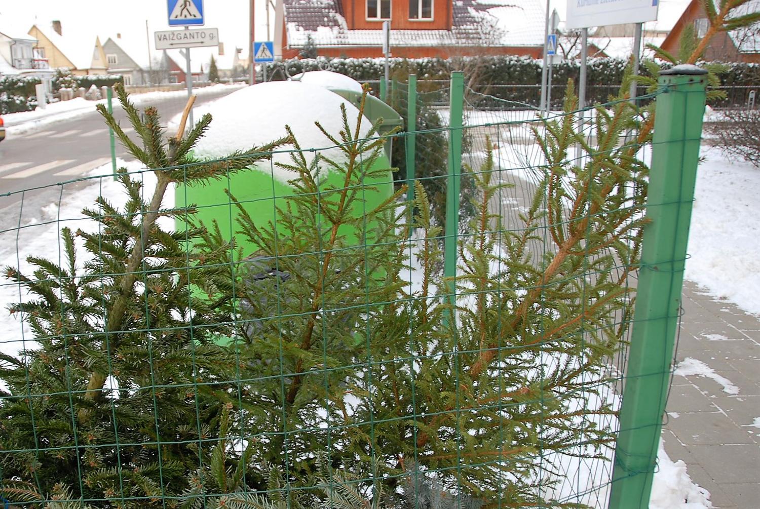 Surenka eglutes / Nuotr. Eglutes reikėtų tiesiog gražiai padėti prie konteinerių. Gedimino Nemunaičio nuotr.