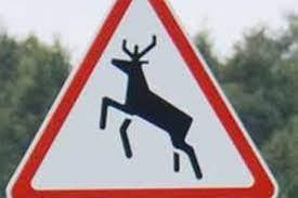 Susidūrė su briedžiu /