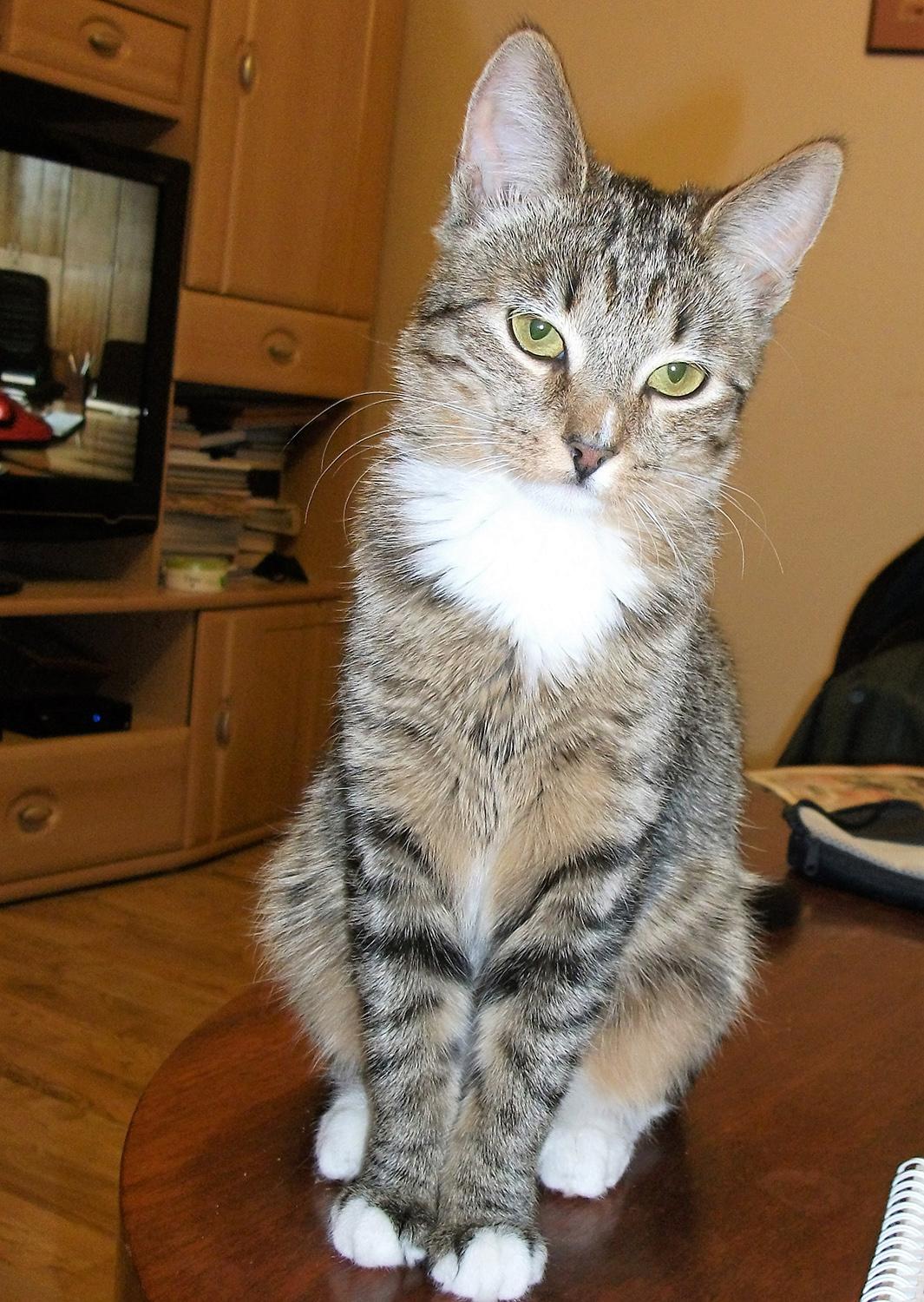 Tarp populiariausių keturkojų vardų – Luna