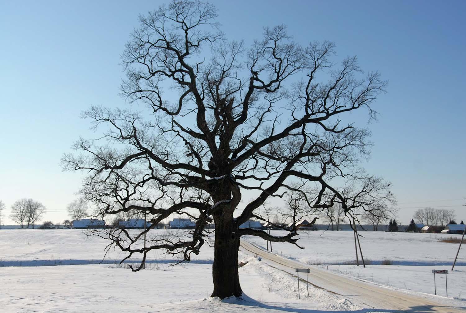 Tarp senųjų ąžuolų aprašyti ir mūsų rajono galiūnai / Gedimino Nemunaičio nuotr. Ąžuolas galiūnas.