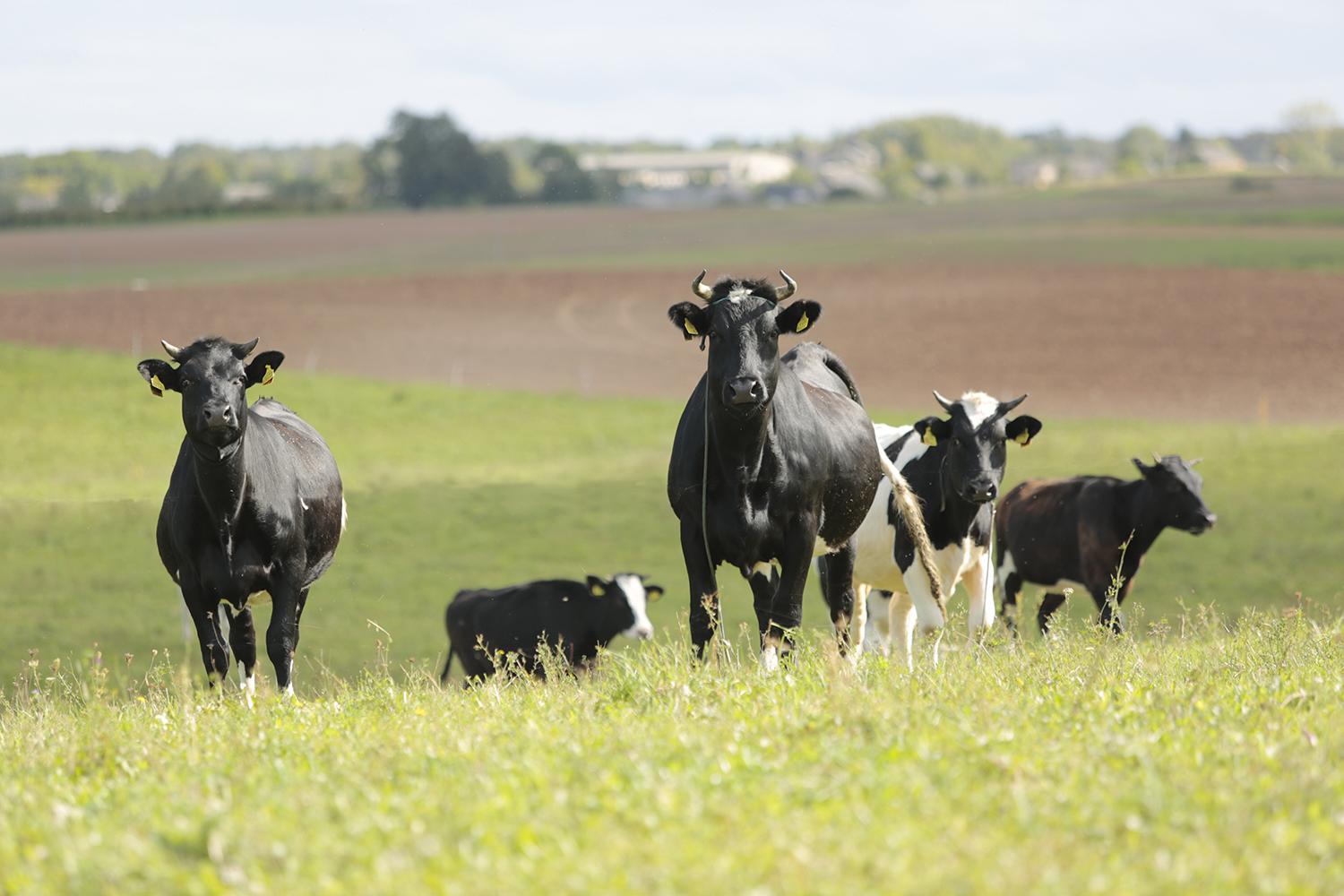 Tiesioginių išmokų prognozės: kas laukia ūkininkų / Ričardo Pasiliausko nuotrauka. Jei bus patvirtintas naujasis tiesioginių išmokų planas
