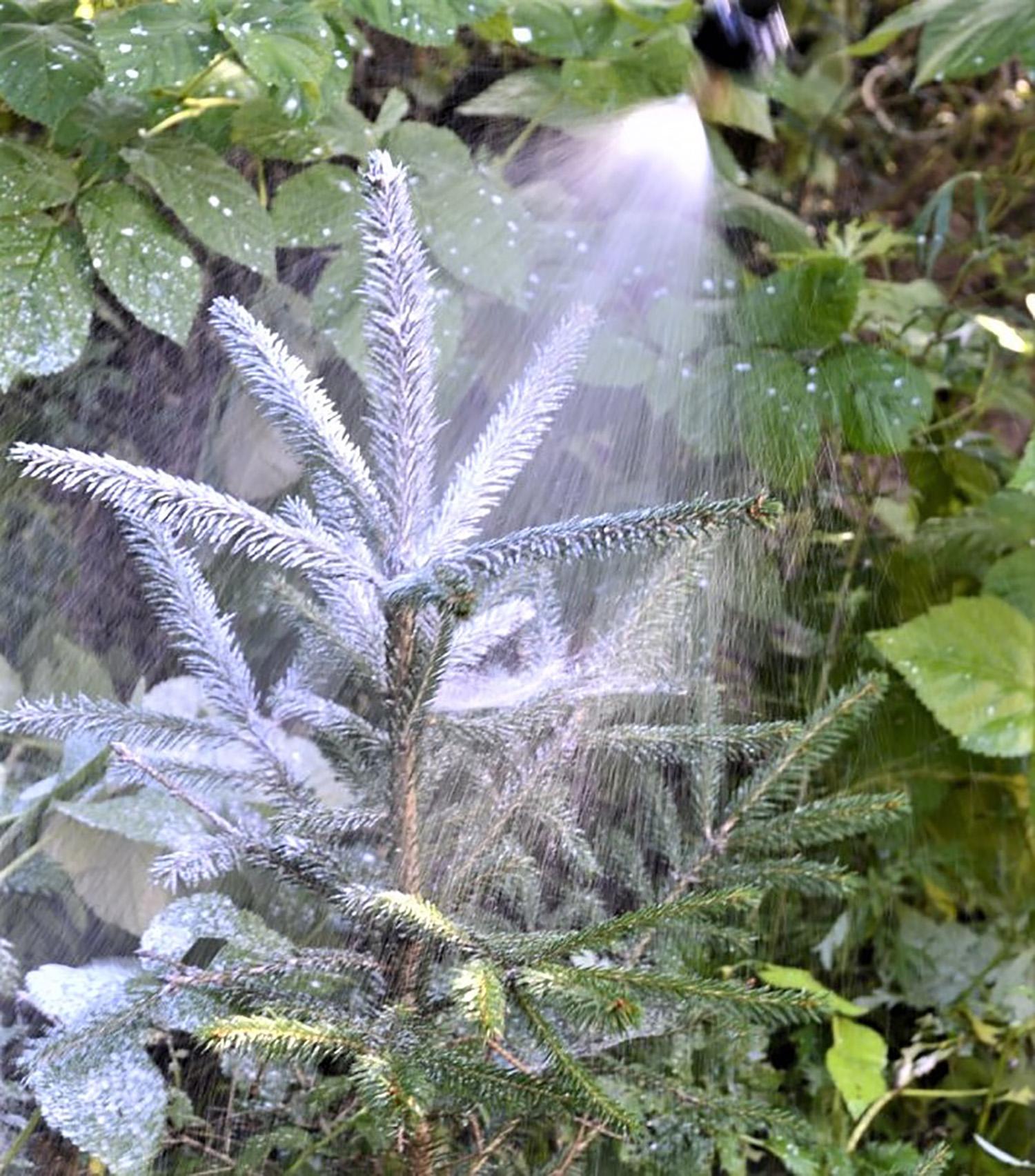 Turės apsaugoti kelis milijonus medelių / Neapsaugoti jauni medeliai žiemą neretai tampa stirnų pašaru.