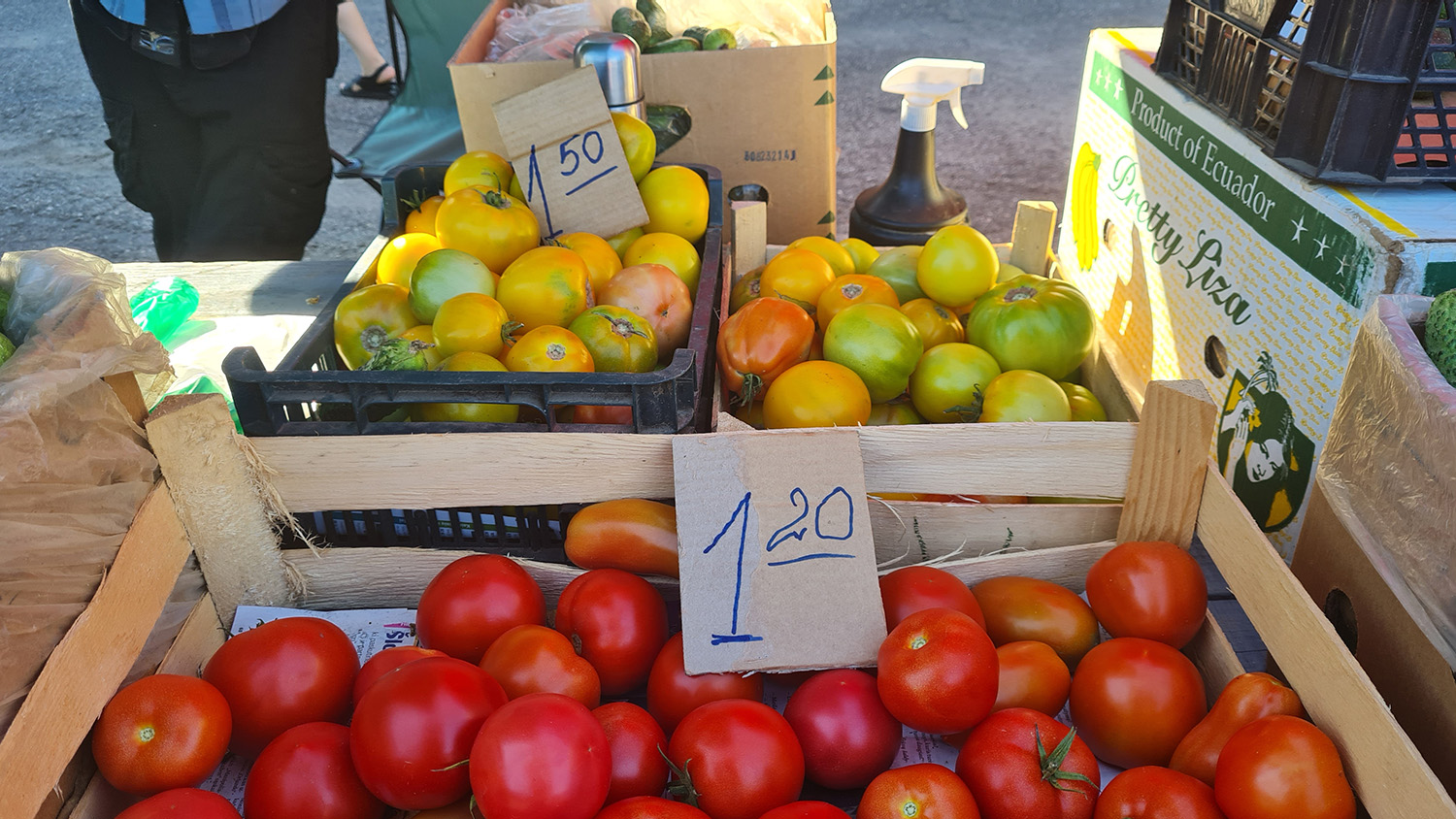 kad mėlynių šiemet pavyksta rasti tik drėgnesnėse vietose – raistuose.