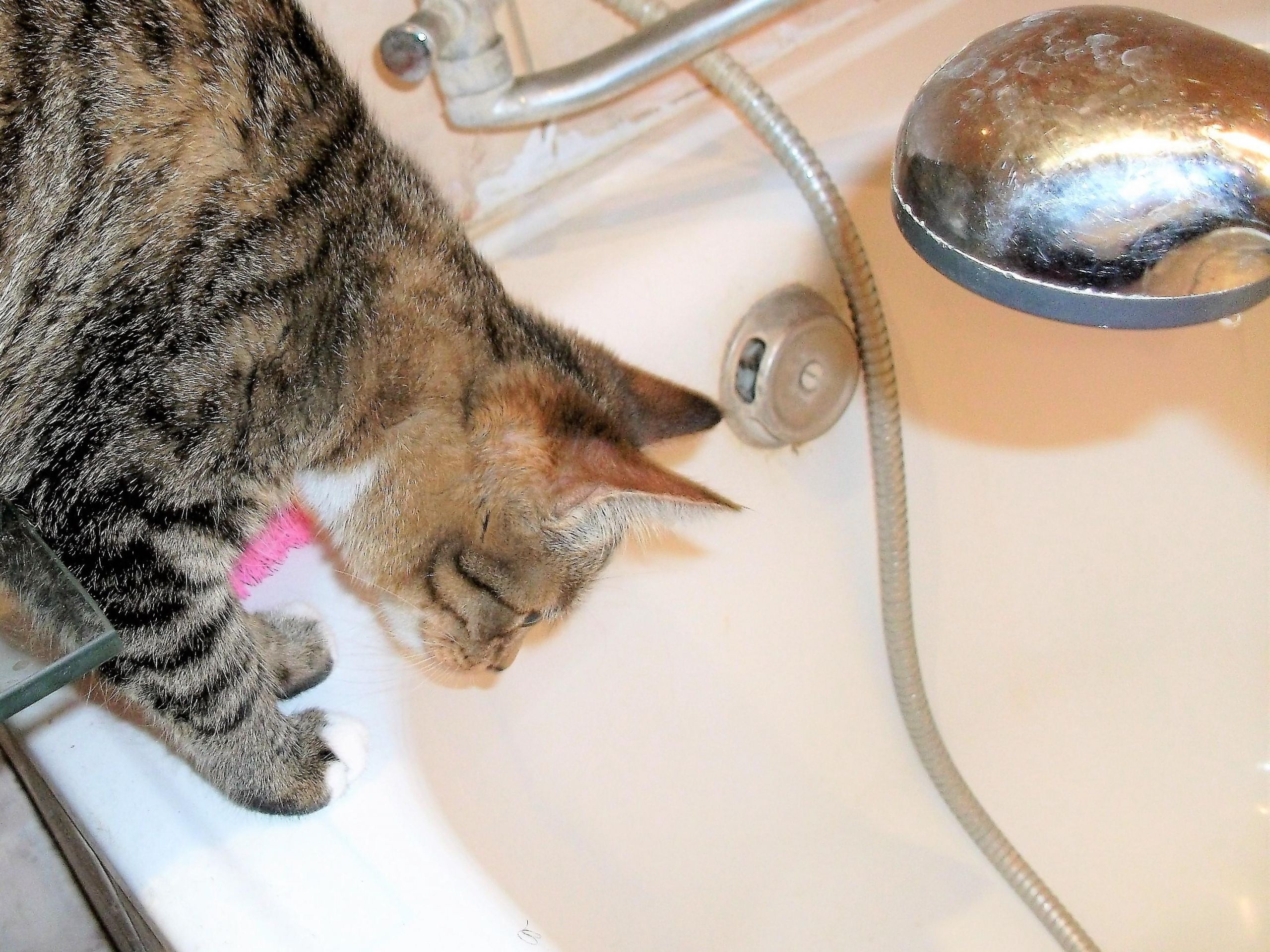 Tvarkant nuotekas – nauji reikalavimai /