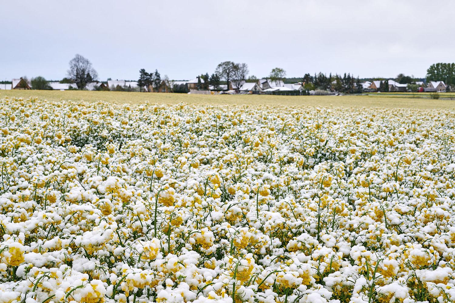 Ūkininkas: pasėlių draudimas – tiesiog būtinybė /