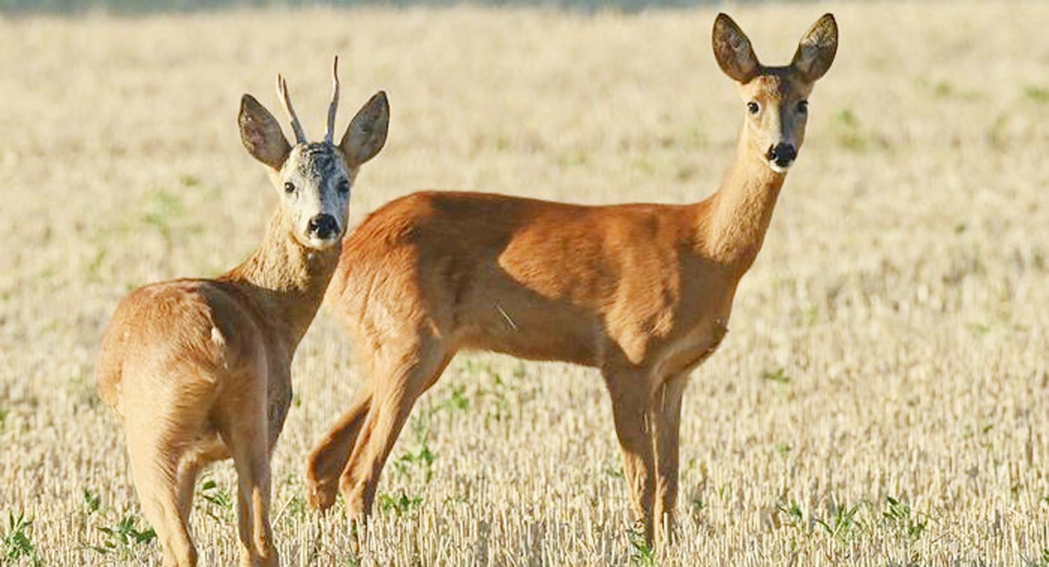 Ūkininkų laukus siaubia stirnos / Stirnos laukuose jaučiasi saugiau.