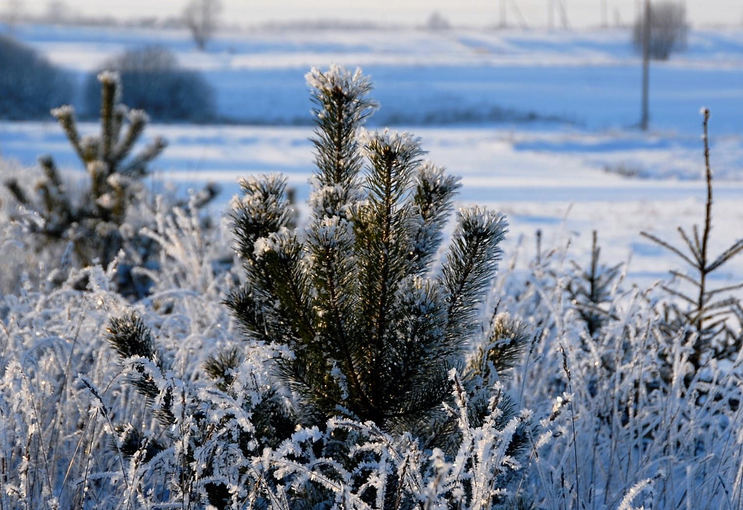 Ukmergę kausto šaltis /