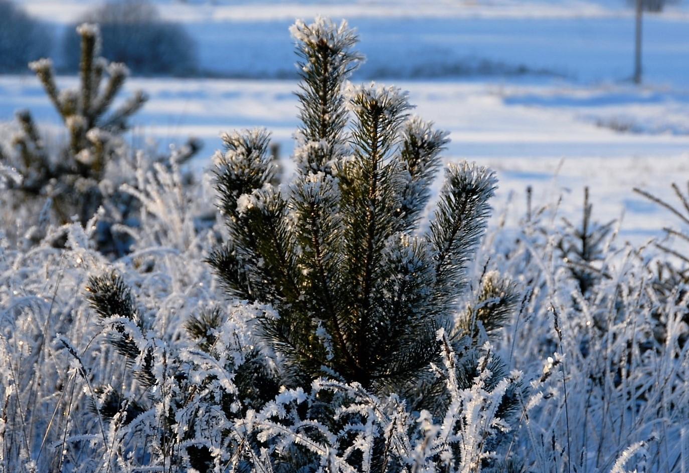 Ukmergėje – šalčiausia /