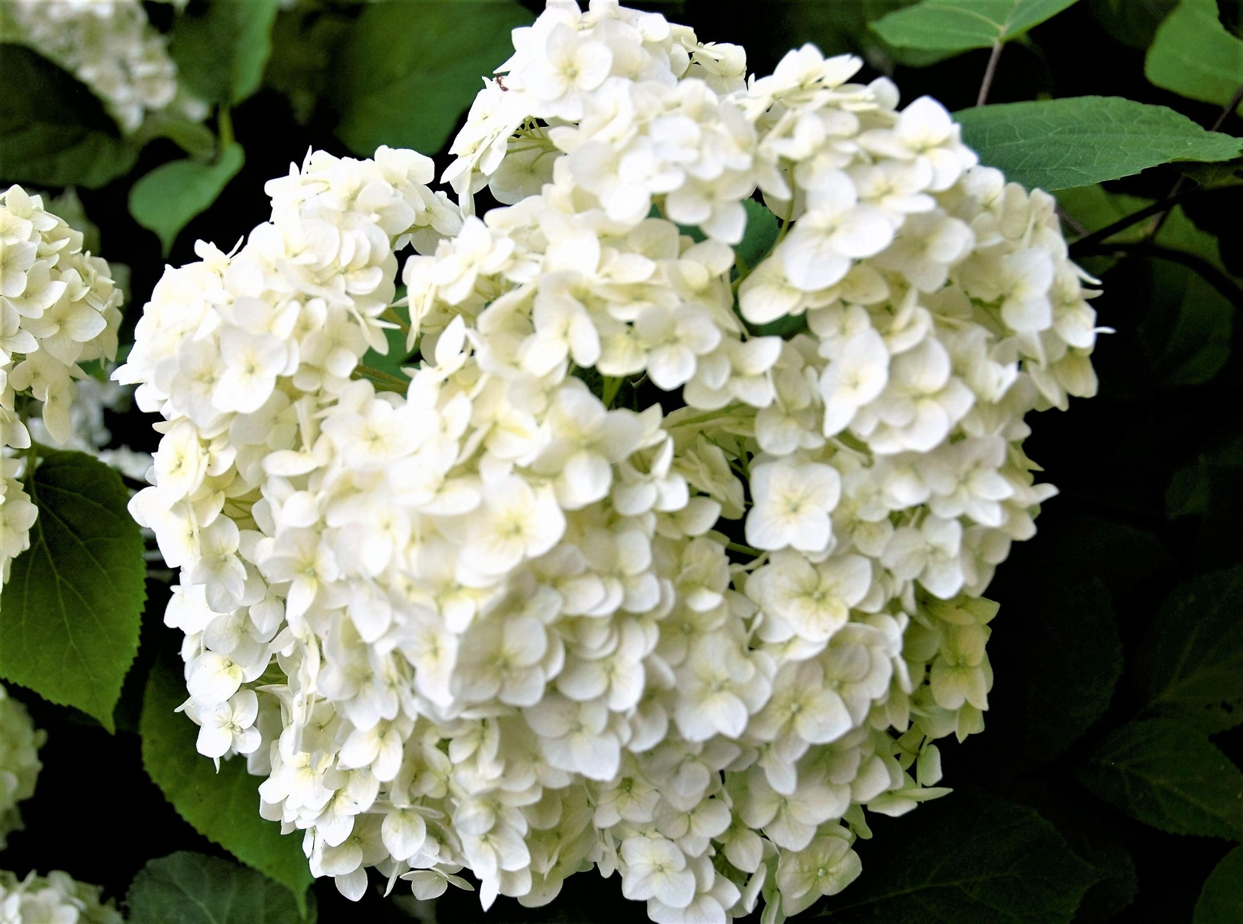 Ukmergės rajone minima Žolinės šventė /