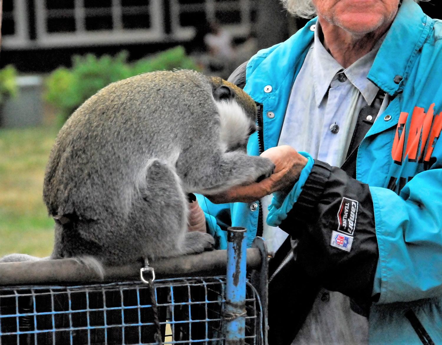 Ukmergiškiai nukentėjo nuo šikšnosparnio