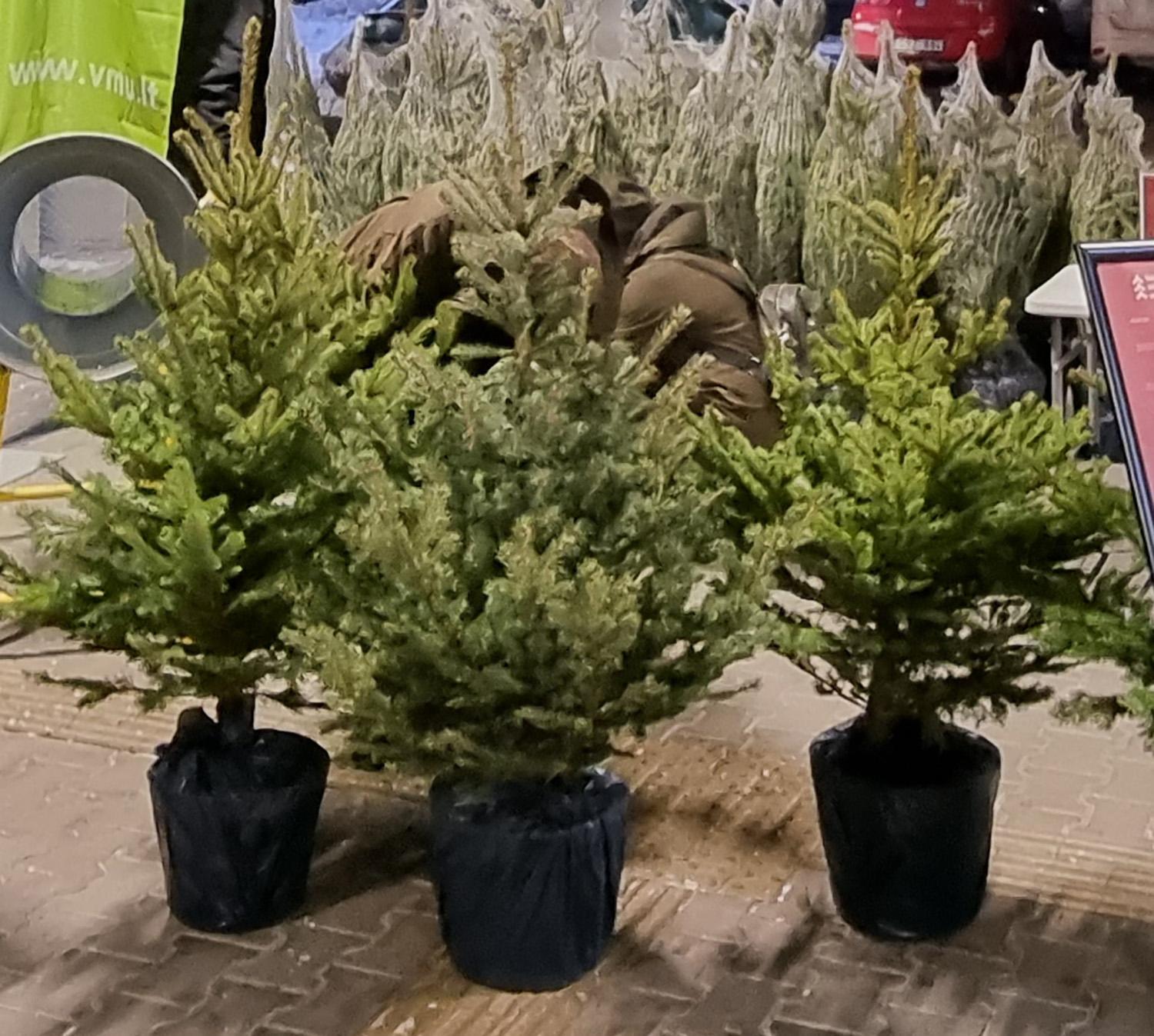 Urėdija kvies įsigyti kalėdinių medelių /