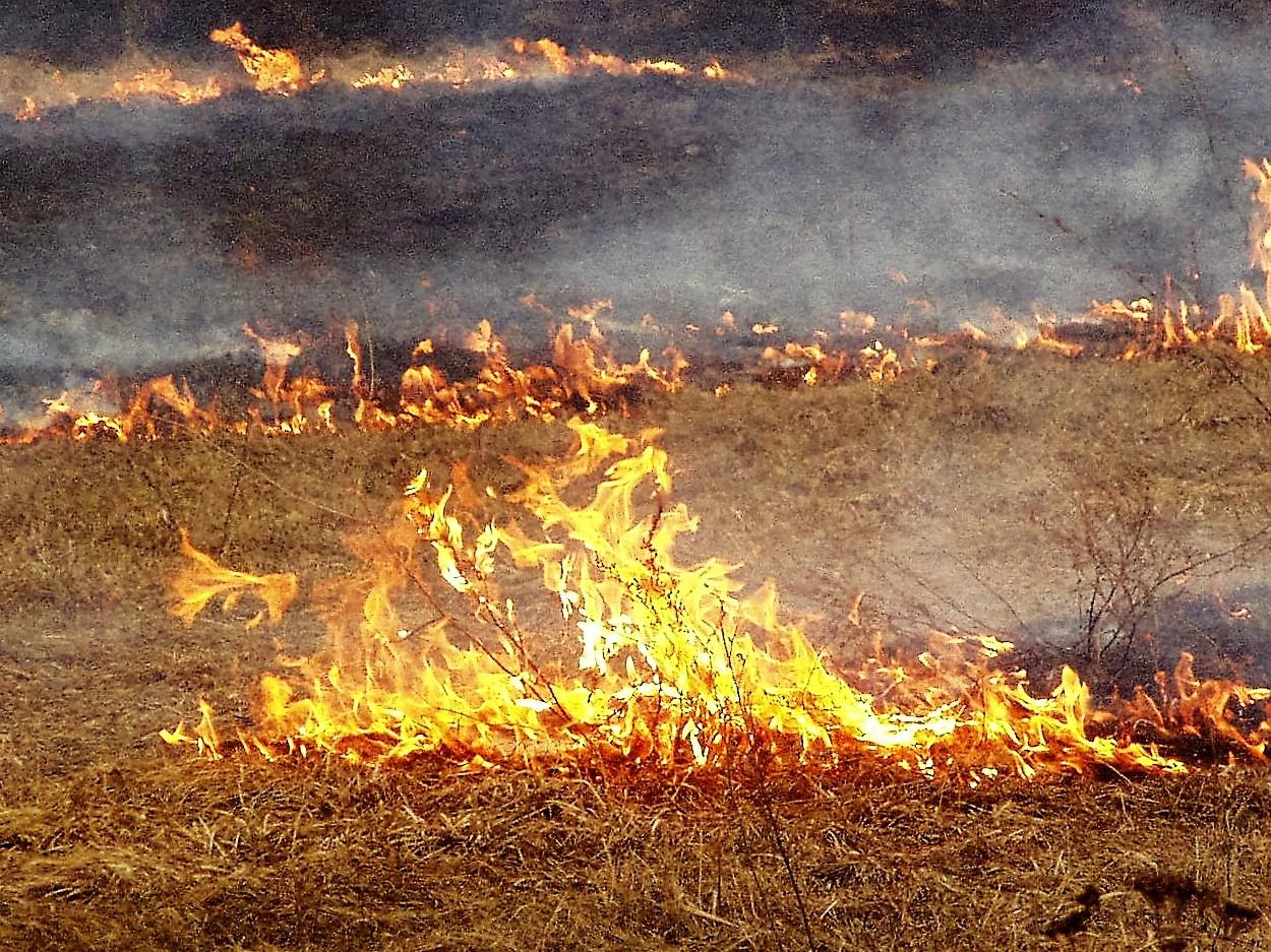 Už išdegintą pievą paskirta bauda /