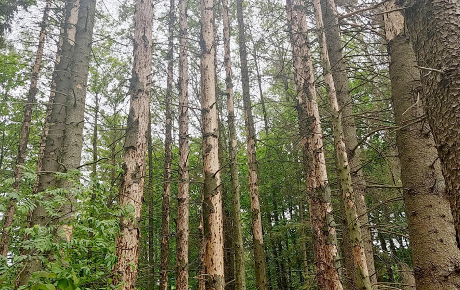 Užfiksuota rekordinė žievėgraužių tipografų populiacijos gausa /