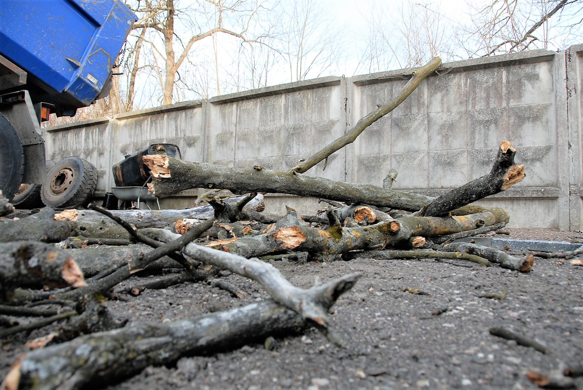 nuostolius padengs savivaldybė / Deltuvos gatvėje nuvirtęs medis apgadino automobilį. Gedimino Nemunaičio nuotr.