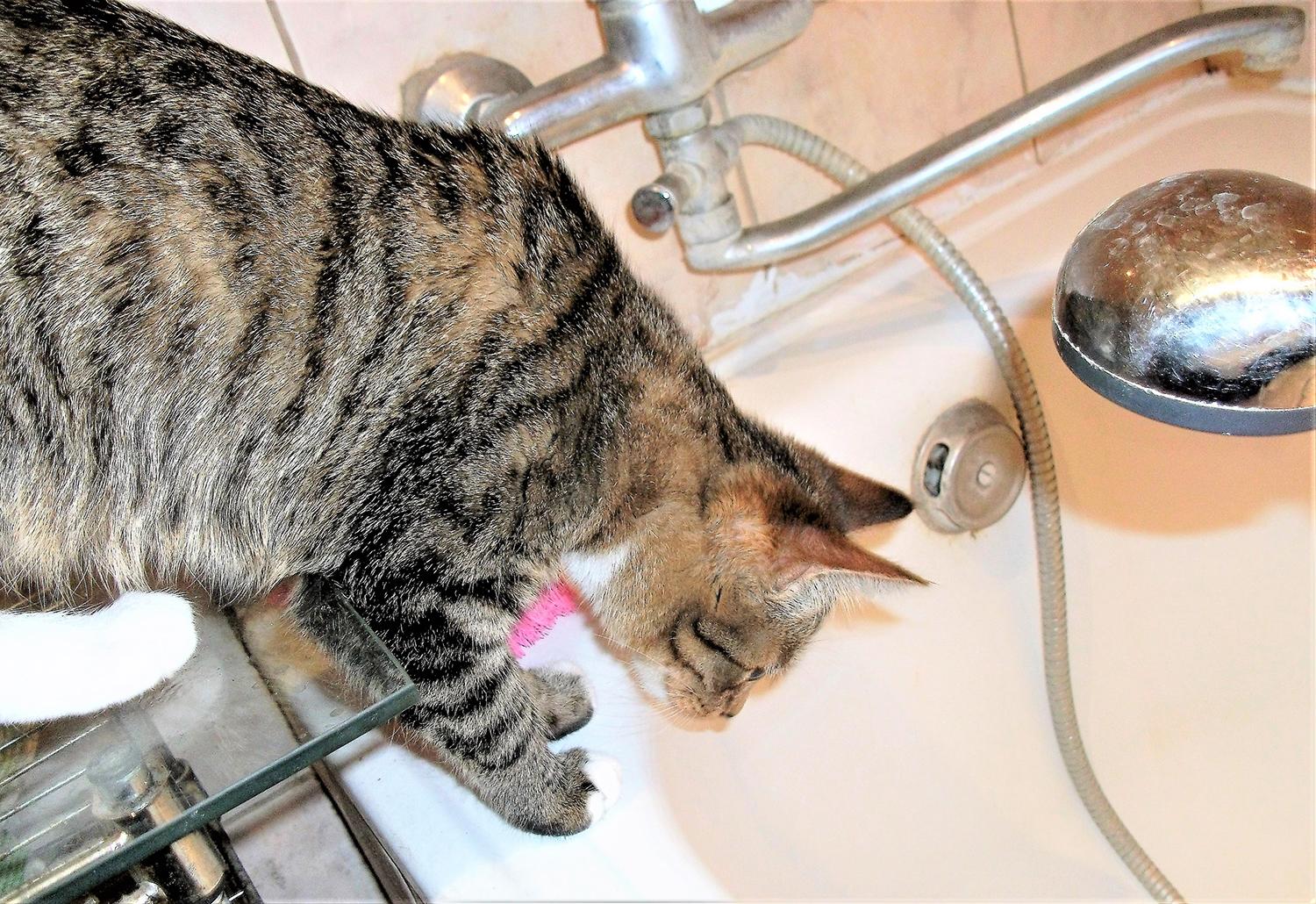 Vanduo pabrango – mokėsime daugiau / Už vandenį mokėsime daugiau.