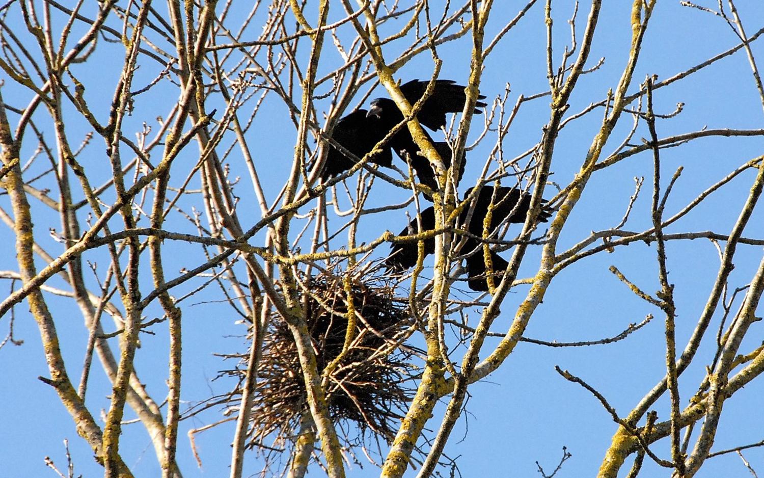 Varnų populiaciją mieste stabdys samdyta įmonė / Varninių populiaciją galima mažinti ardant lizdus arba baidant paukščius garsinėmis priemonėmis.  Gedimino Nemunaičio nuotr.