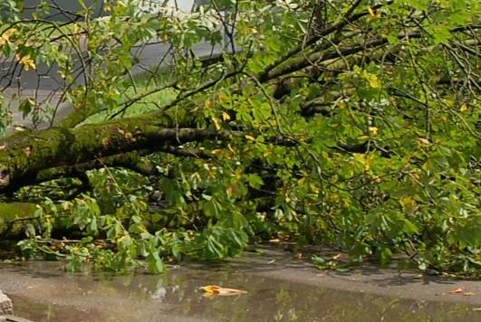 Vėjo gūsiai laužė medžius /