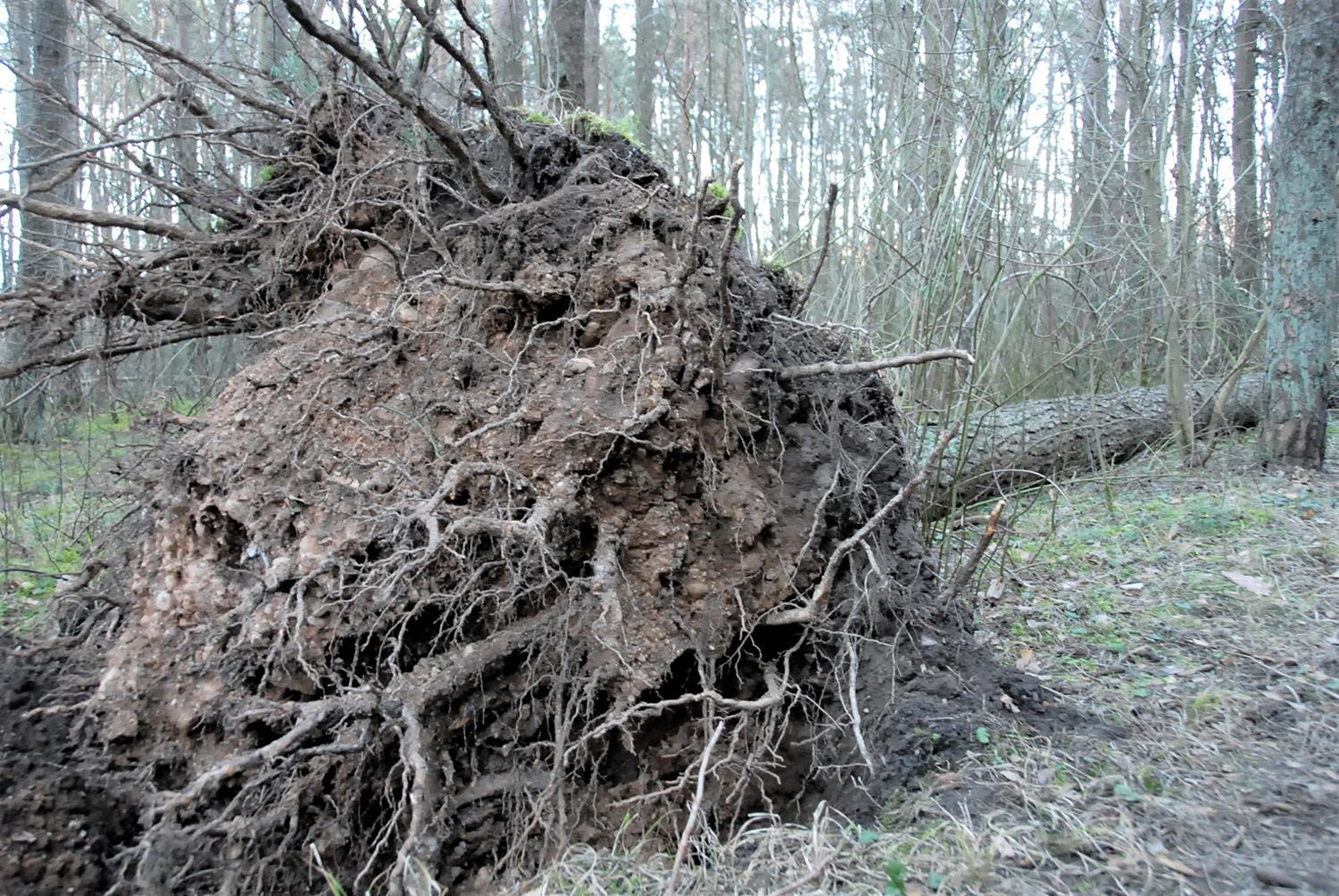 Vėtros nuostoliai – didžiuliai / Gedimino Nemunaičio nuotr. Su šaknimis išrautos šimtametės pušys.
