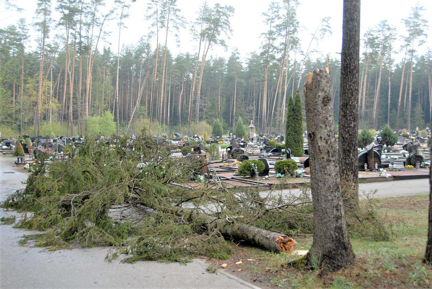 Virsdamas medis apgadino kapų paminklą / Dukstynos kapinėse nuvirto eglė.  Gedimino Nemunaičio nuotr.