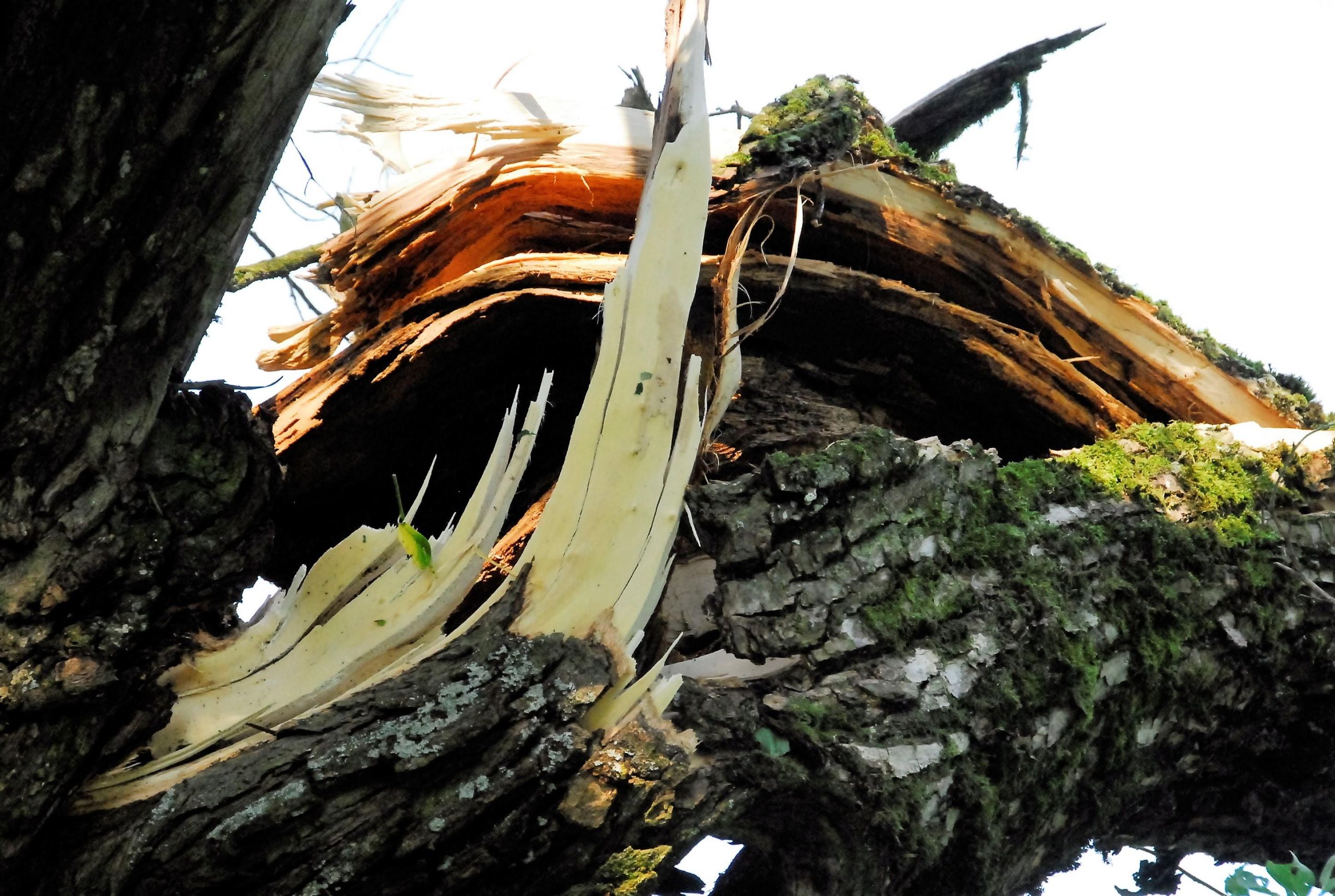 Žalų skaičiai – įspūdingi /