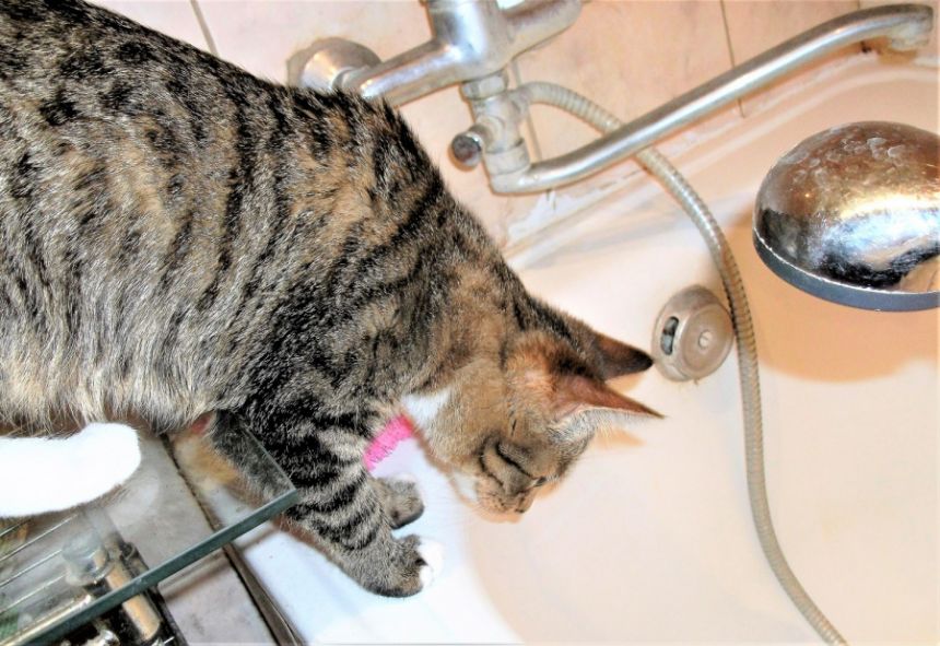 Šiemet šulinių ir gręžinių vandenį nutarė išsitirti 10 ukmergiškių