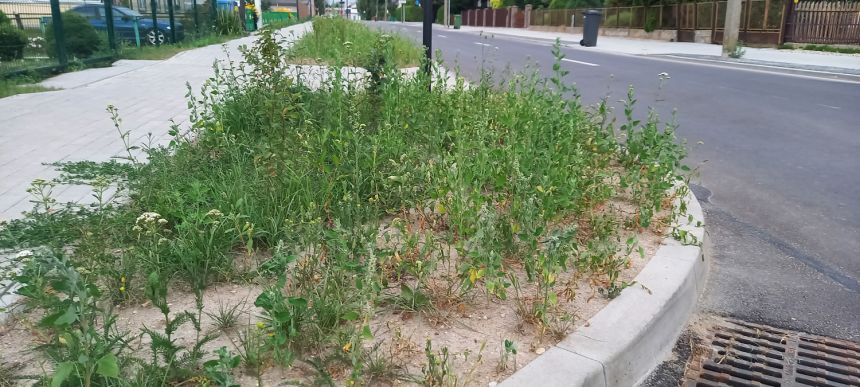 Projektas nevykęs – kol krūmai užaugs, priežiūra bus sudėtinga