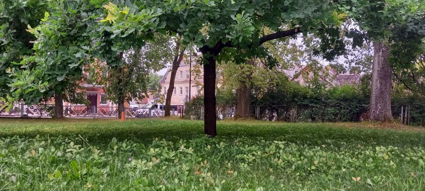 Pasisėjo šimtai ąžuoliukų