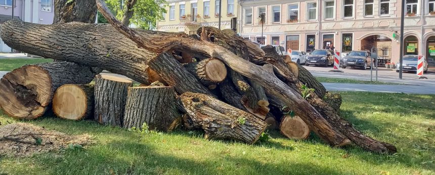 Medis kliudė teismo pastatą – žalą padengti teks Savivaldybei