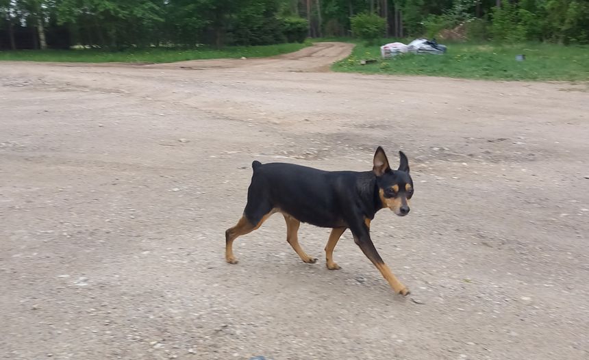 Ukmergėje šiemet užregistruoti 189 šunys ir 74 katės