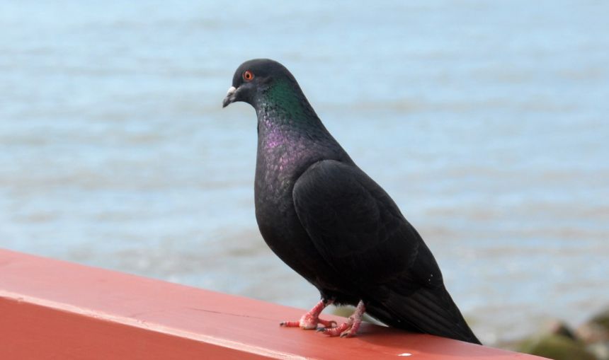 Balandžių kaimynystė patinka ne visiems