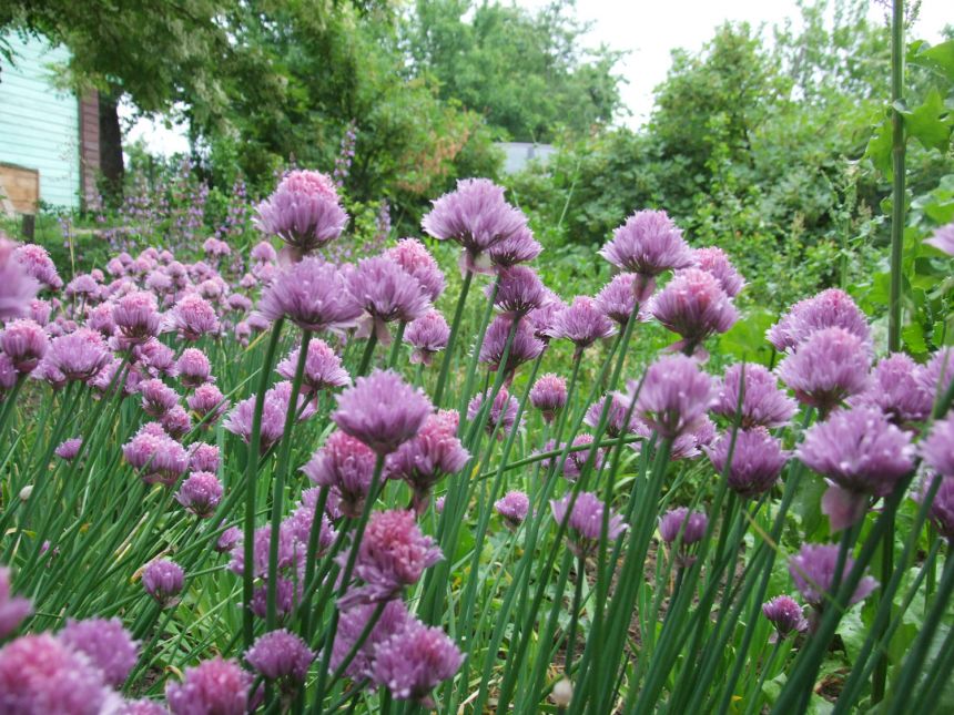 Švęsti Žolinę kaip valstybės dieną įpareigoja ir sutartis