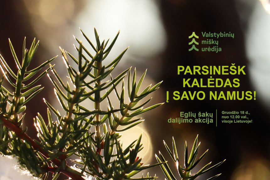 Miškininkai eglių ir pušų šakas dalins nemokamai 