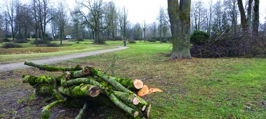 Ukmergėje vyksta medžių genėjimo darbai