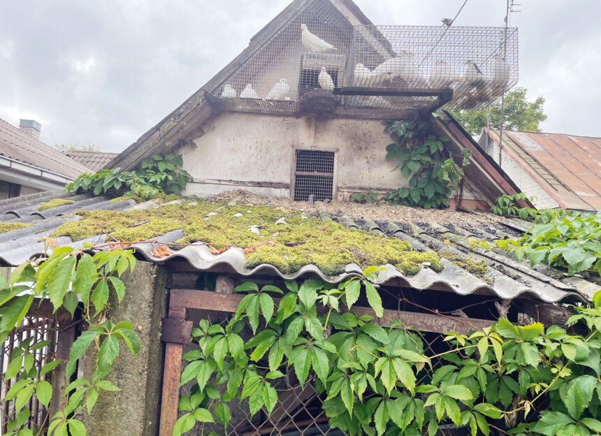 Galimybe nemokamai atsikratyti šiferio pasinaudoja ne visi