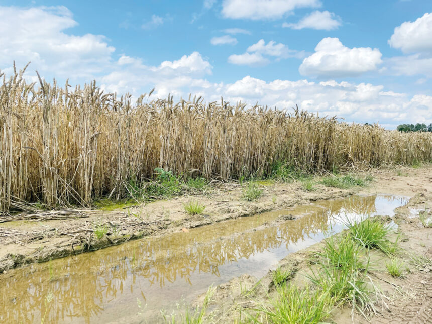 Gero derliaus viltis skandina lietus