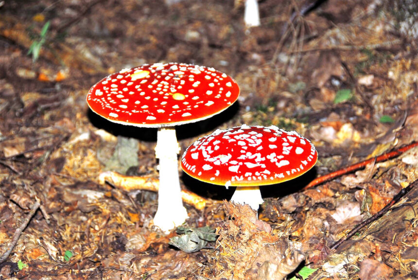 Už musmirių rinkimą grės baudžiamoji atsakomybė