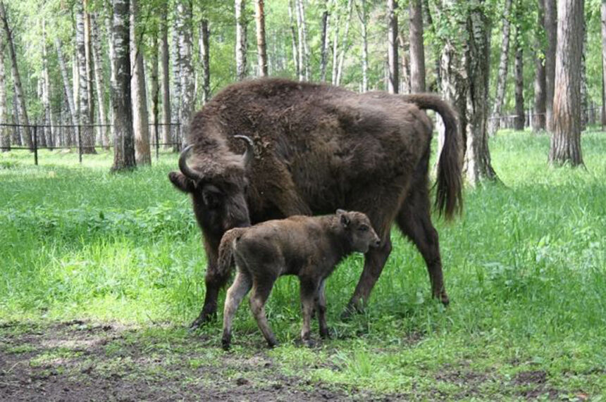Rastą stumbriuką parsivežė namo