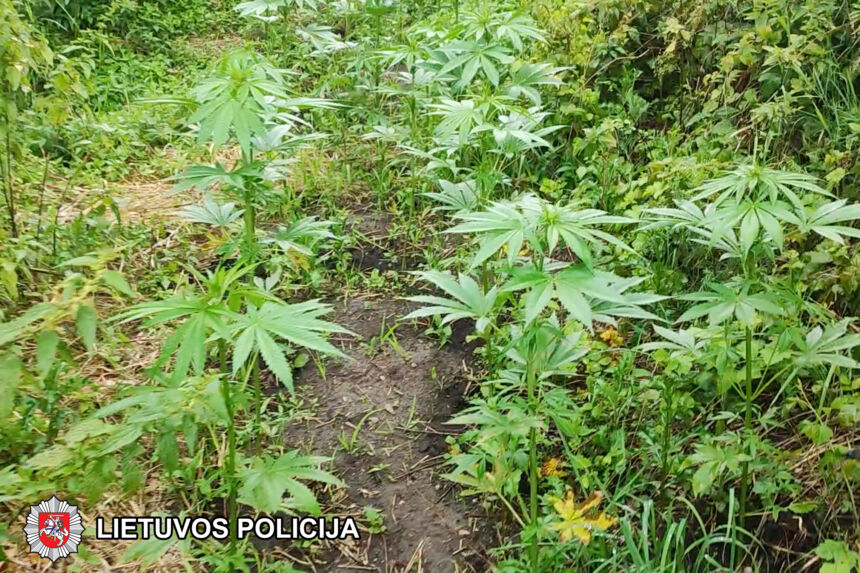 Ukmergėje sulaikė kanapių augintojus: kanapes daigino, augino ir perdirbo