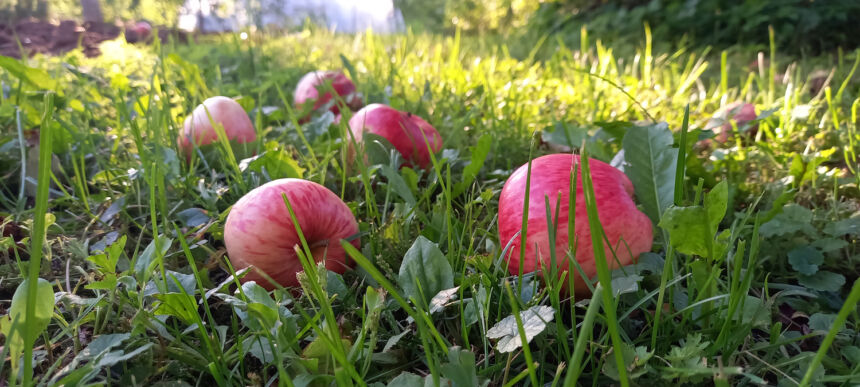 Dėl menko derliaus obuolių supirkimas sustojo