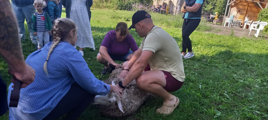 Iš arti pamatė, kaip kerpamos avys