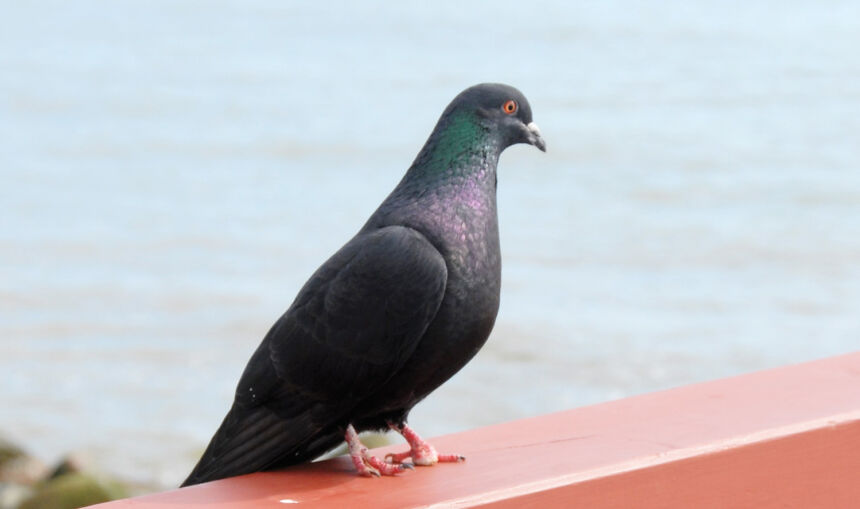 Balandžių kaimynystė nepatinka