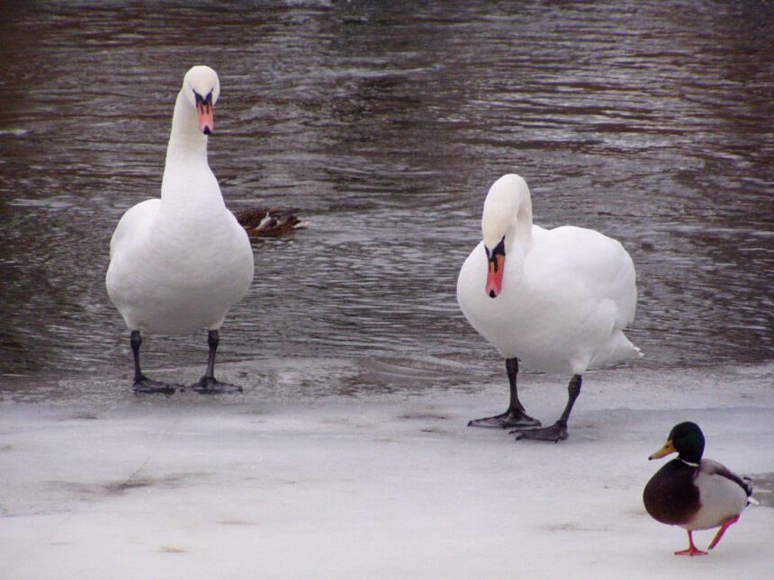 Ornitologai pataria, kaip padėti paukščiams žiemą