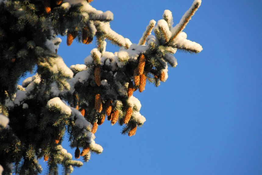 Kalėdiniais medeliais prekiaus neilgai, o šakas dovanos