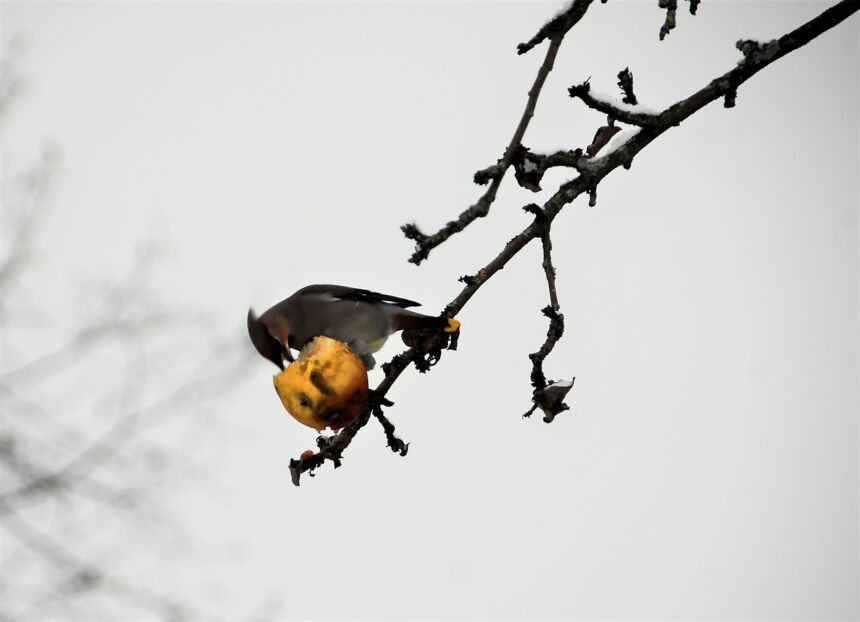 Kaip pasirūpinti gyvūnais žiemą?