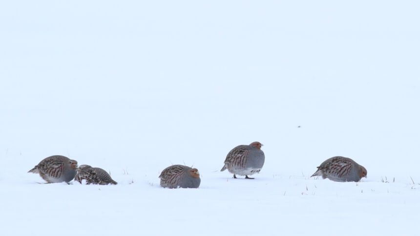 Žiemojančias kurapkas gelbėja miškininkai
